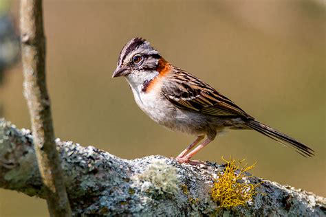 Foto Tico Tico Zonotrichia Capensis Por Ana C L H Bacellar Azevedo