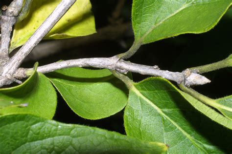 Lonicera Maackii Maack S Honeysuckle Nre Also Eeb Or Environ