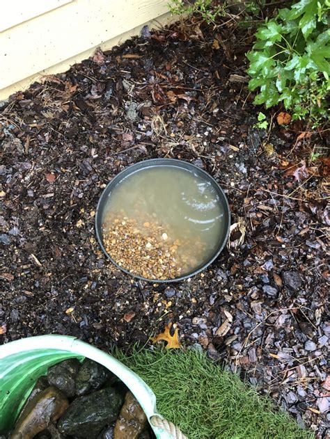 We Built A Tiny Toad Pond Simple Southern Butterfly Garden Plants