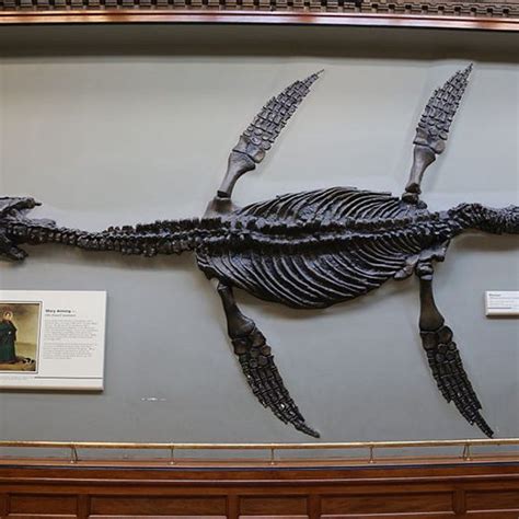 Mary Anning's Plesiosaur – London, England - Atlas Obscura