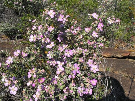 Esperance Wildflowers: Leptospermum sericeum - Silver Tea Tree