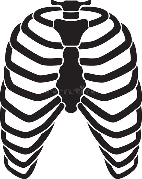 Rib Cage Skeleton Human Bones System Side View Realistic Chest