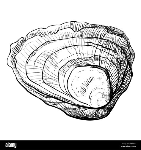 Oyster Vector Oyster Shells Drawn By Hand Fresh Oysters Isolated On