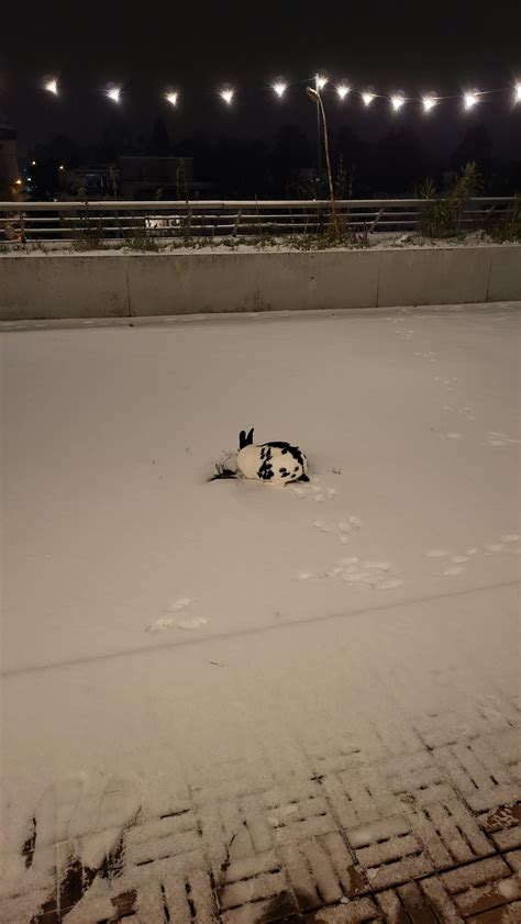 Bunny tracks in the snow. : r/Rabbits