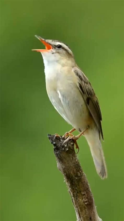 Bird Sounds Spectacular Morning Bird Song Youtube Bird Song Bird