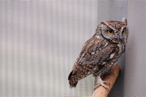 Cute Western Screech Owl