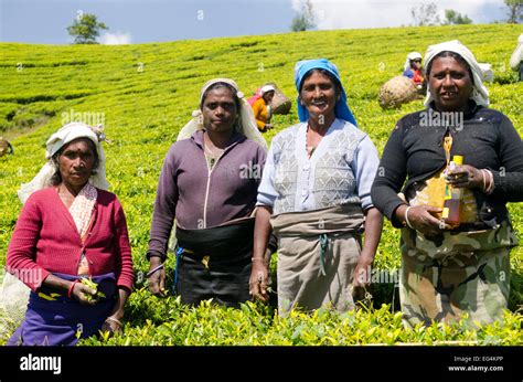 Tea pluckers on the Pedro Estate, Sri Lanka Stock Photo - Alamy