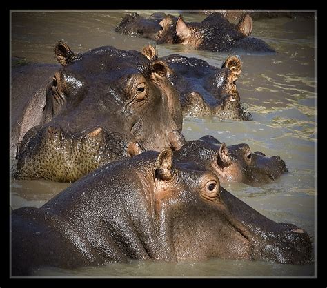 Hippopotames Les Hippopotames Hippopotamidae Du Grec Flickr