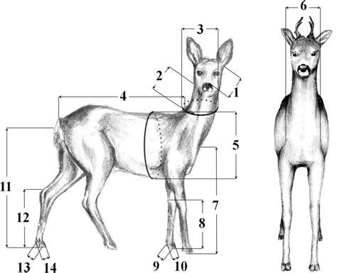 The Modular Organization Of Roe Deer Capreolus Capreolus Body During