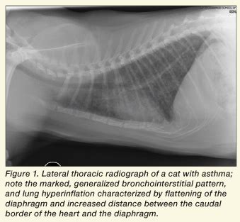 Treatment Of Feline Lower Airway Disease Today S Veterinary Practice