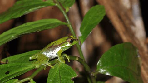 New Frog Species Discovered In Arunachal Named After Patkai Hills