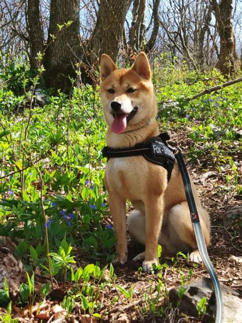 Shiba inu Fox traži curu za parenje