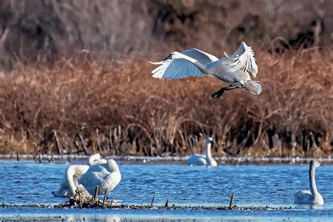 Tundra Swan Landing Photograph By Fon Denton Pixels