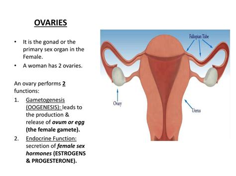 Ppt Female Reproductive System Powerpoint Presentation Free Download Id 2130991