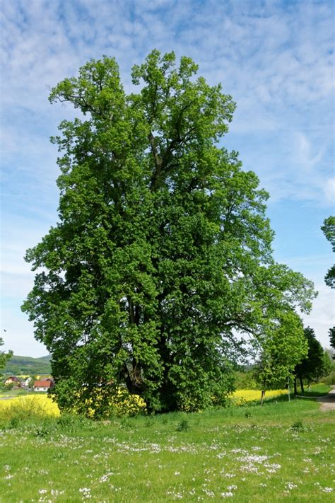 Sommer Linde am jüdischen Friedhof Gleicherwiesen Thüringen Deutschland