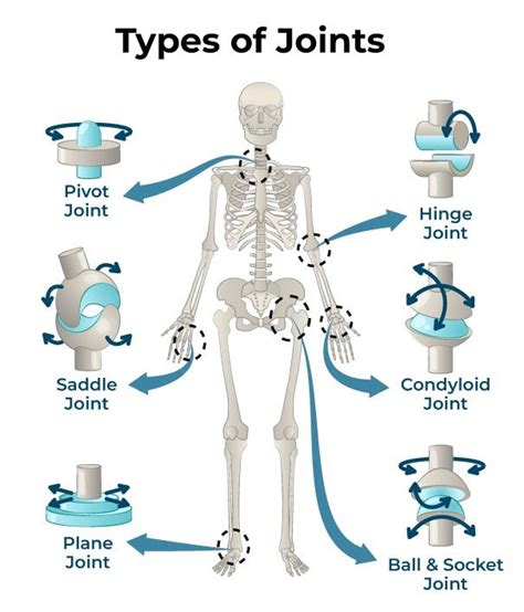 Types Of Joints Classification Of Joints In The Human Body Trong 2024