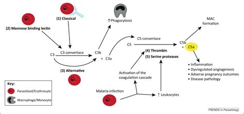 Anaphylatoxins