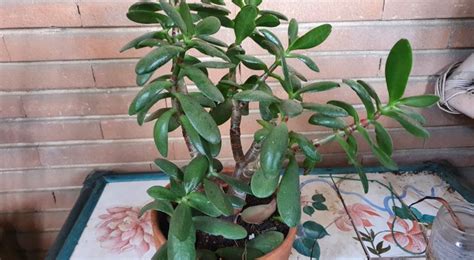 Crassula Ovata The Money Plant Find Out How To Take Care Of It Uk