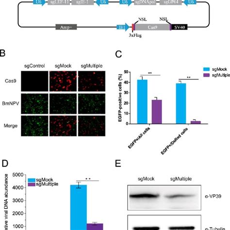 Crispr Cas Mediated Multiplex Gene Editing Impairs Bmnpv Replication