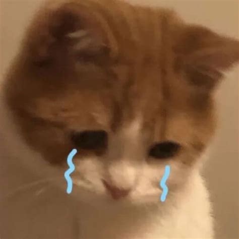 Tổng Hợp 79 Hình ảnh Sad Meme Sad Cat Meme đẹp Nhất