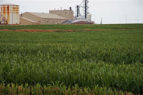 Corn Use for Ethanol Forecast Increased | Energy