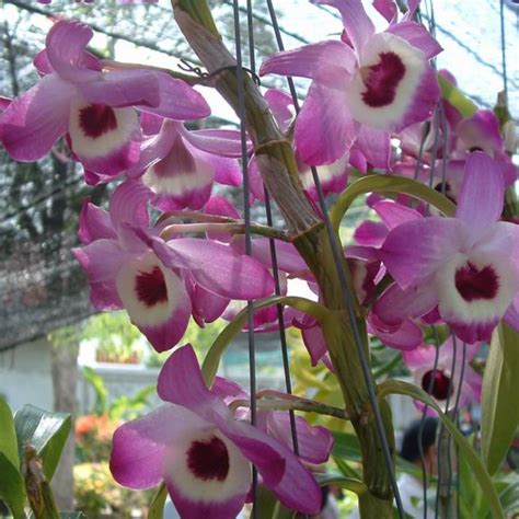 Dendrobium Nobile