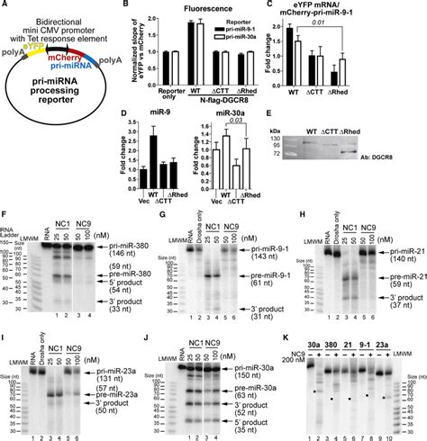 The DGCR8 Rhed Is Important For Pri MiRNA Processing A Schematic Of