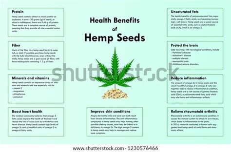 Health Benefits Hemp Seeds Infographic Illustration Vetor Stock Livre De Direitos 1230576466