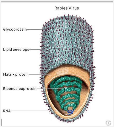 Rabies Virus Diagram