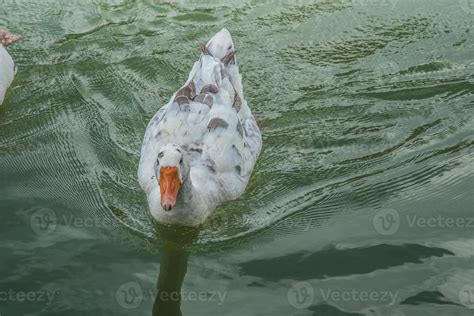 Funny Quacking Ducks On Farm 5025006 Stock Photo At Vecteezy