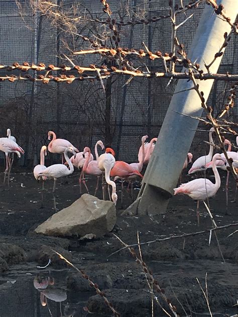 Flamant Rose Parc Zoologique Animalier Zoo