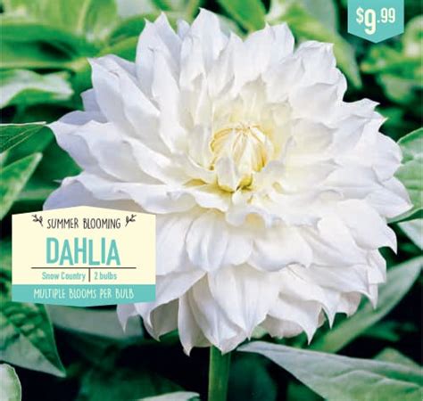 Garden State Bulb Snowcountry Dahlia Bulbs 2 Pk Smiths Food And Drug