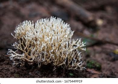 Coral Mushrooms Known Mushroom Corals Corallimorphs Stock Photo 1675449919 | Shutterstock