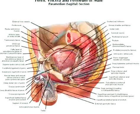 The Ductus Deferens Diagram Quizlet