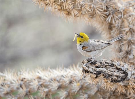 Феноменальные снимки победителей конкурса Audubon Photography Awards 2023