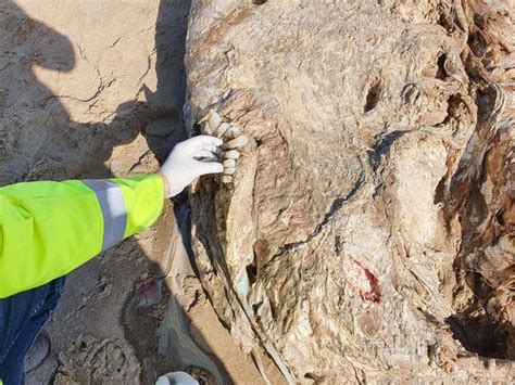 Mysterious Sea Beast Weighing Four Tonnes Washes Up On Beach