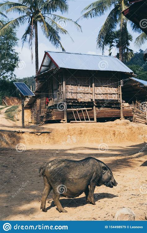 Domestic Black Pig Standing In Front Of Traditional Bamboo Hut In A