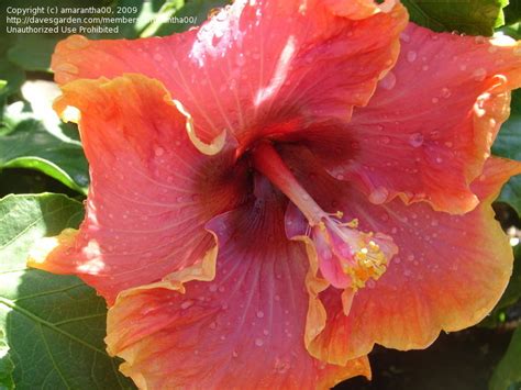 Plantfiles Pictures Tropical Hibiscus Cajun Hibiscus Bienvenue