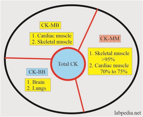 Creatine Kinase Or Creatine Phosphatase Cpk