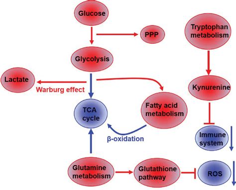 Summary Of Metabolic Pathways Perturbed In Renal Cell Carcinoma Red Download Scientific