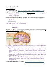 Chapter 7 Energy For Cells Docx Chapter 7 Energy For Cells Learning