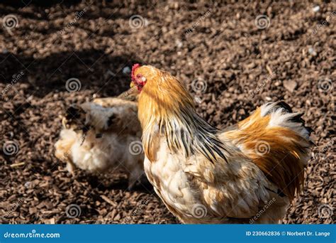 Chickens Peck Stock Photo Image Of Farmyard Rooster