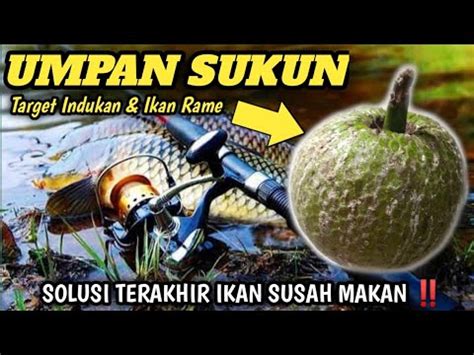 RACIKAN UMPAN PUTIH IKAN MAS PALING JITU UNTUK MUSIM HUJAN DAN IKAN