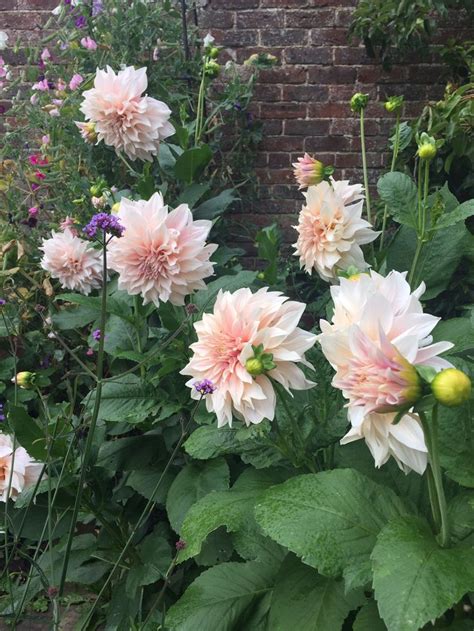 Cafe Au Lait Dahlias Sussex Garden Inspiration Dahlias Garden