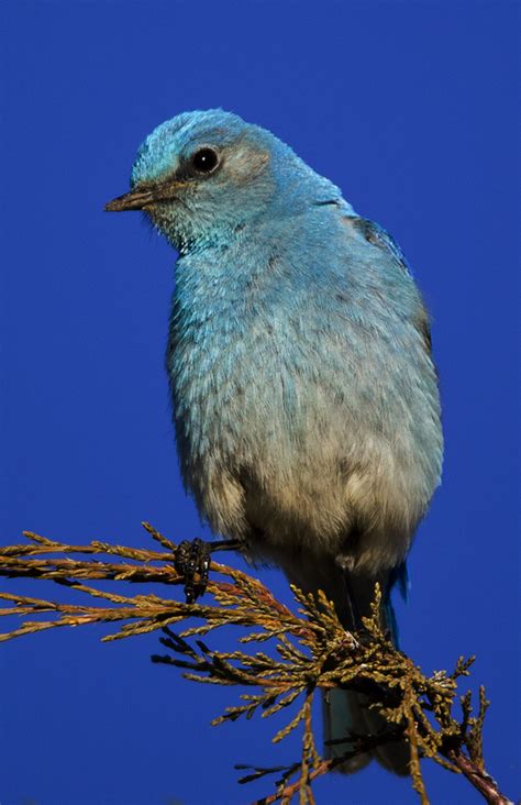 Bluebird 0036 - Hogan Wildlife Photography