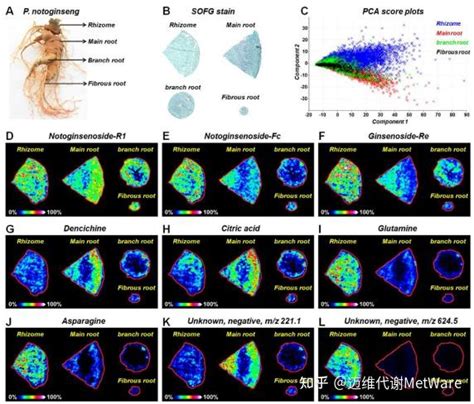 空间代谢组 MALDI质谱成像揭示三七代谢物的分布和时空变化规律 知乎