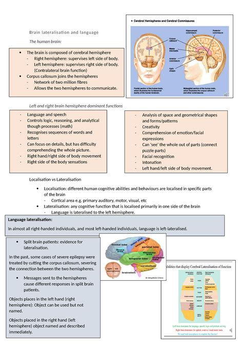 Neuroanatomy Week Summarised Notes From Lecture Slides Brain