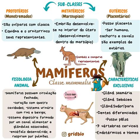 Animais Invertebrados Artofit