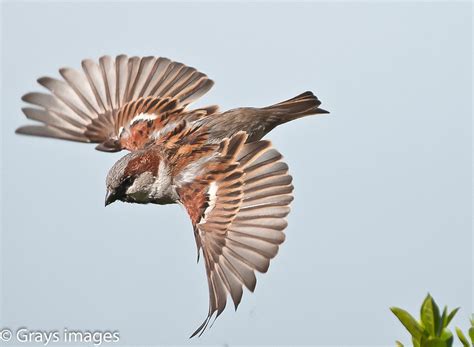 House Sparrow In Flight