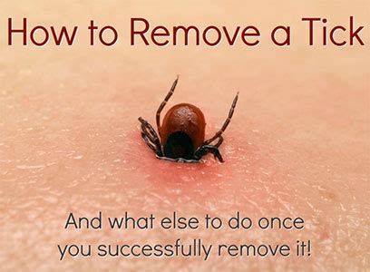 How To Remove Ticks From Your Body